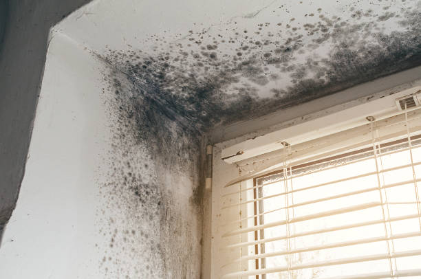 Affordable Mold Cleanup solutions in Ramsey, NJ